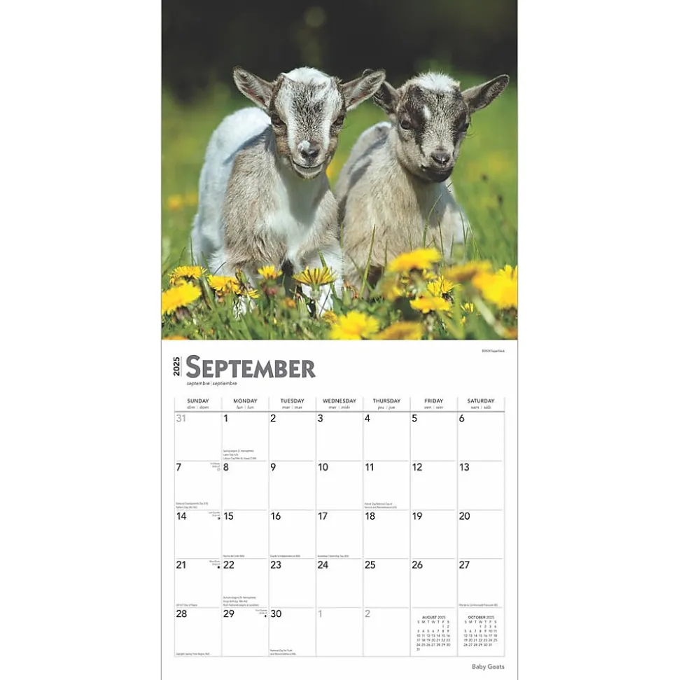 2025 BrownTrout Baby Goats 12" x 12" Monthly Wall Calendar (9781975476571)