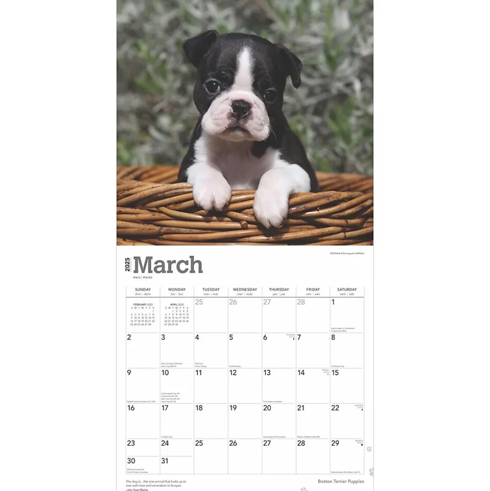 2025 BrownTrout Boston Terrier Puppies 12" x 12" Monthly Wall Calendar (9781975476694)