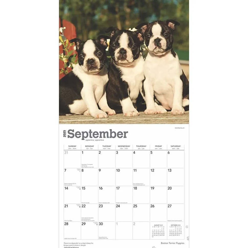 2025 BrownTrout Boston Terrier Puppies 12" x 12" Monthly Wall Calendar (9781975476694)