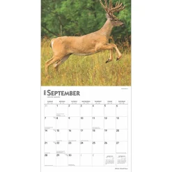 2025 BrownTrout White Tailed Deer 12