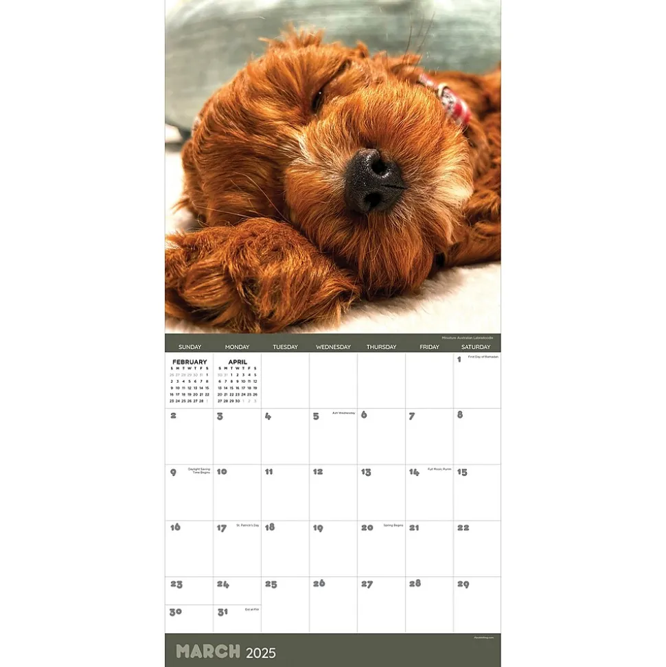 2025 TF Publishing 12" x 12" Dog Dreams Wall Calendar (25-1010)