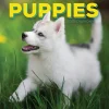 2025 TF Publishing Puppies 12" x 12" Monthly Wall Calendar (25-1025)