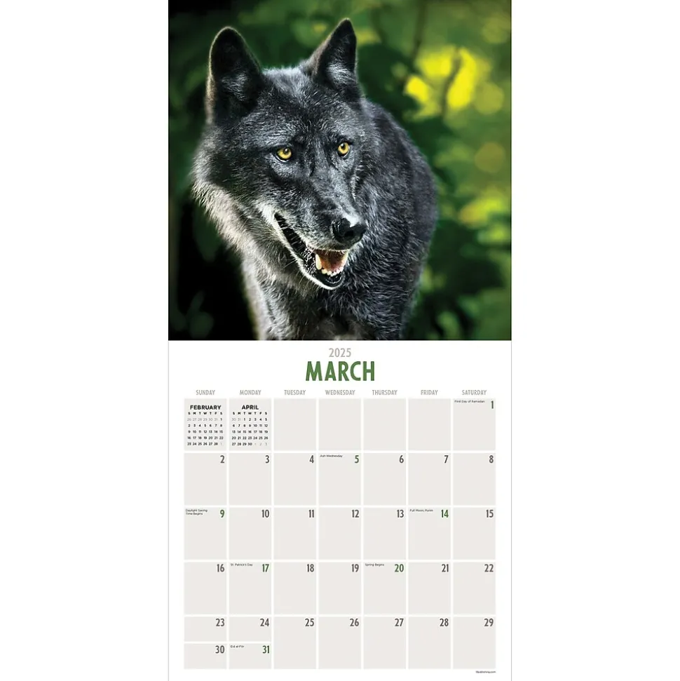 2025 TF Publishing Wolves 12" x 12" Monthly Wall Calendar (25-1035)