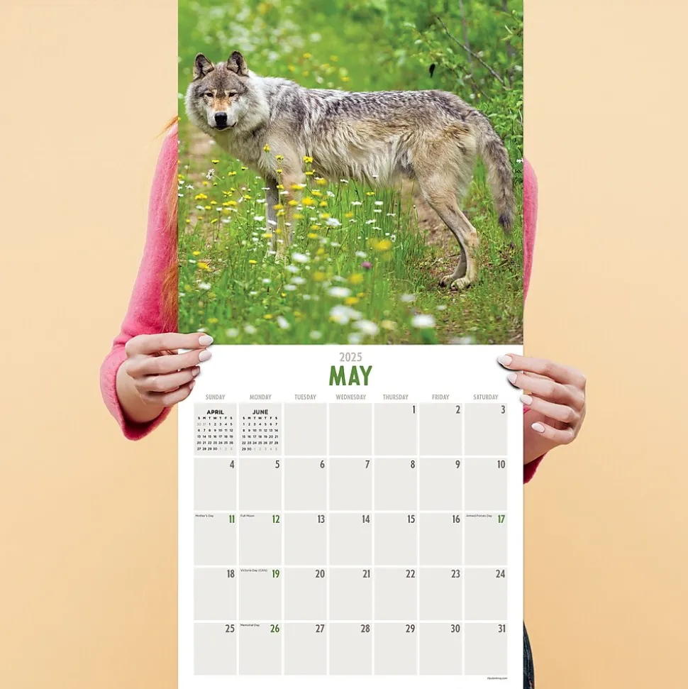 2025 TF Publishing Wolves 12" x 12" Monthly Wall Calendar (25-1035)