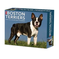 2025 Willow Creek Boston Terriers 6" x 5.5" Day-to-Day Calendar (40683)