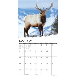 2025 Willow Creek Bull Elk 12