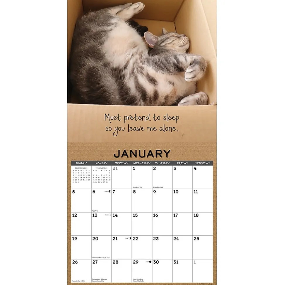 2025 Willow Creek Cat in a Box 12" x 12" Monthly Wall Calendar (42182)