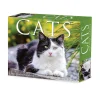 2025 Willow Creek Cats 6" x 5.5" Day-to-Day Calendar, Multicolor (40720)