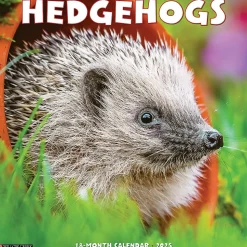 2025 Willow Creek Hedgehogs 12" x 12" Monthly Wall Calendar (43332)