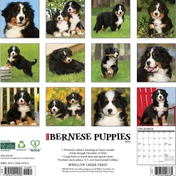 2025 Willow Creek Just Bernese Mountain Puppies 12" x 12" Monthly Wall Calendar (41703)