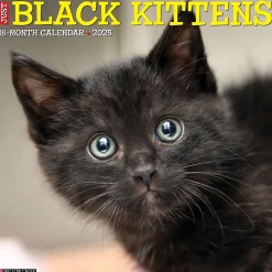 2025 Willow Creek Just Black Kittens 12" x 12" Monthly Wall Calendar, Multicolor (41840)