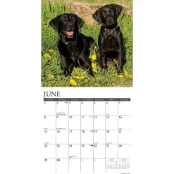 2025 Willow Creek Just Black Labs 12