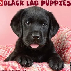 2025 Willow Creek Just Black Lab Puppies 2025 Wall Calendar 12" x 12" (41857)