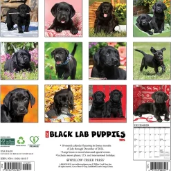 2025 Willow Creek Just Black Lab Puppies 2025 Wall Calendar 12" x 12" (41857)