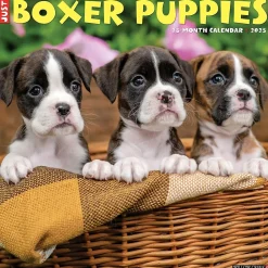 2025 Willow Creek Just Boxer Puppies 12" x 12" Monthly Wall Calendar, Multicolor (41932)
