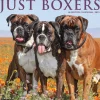 2025 Willow Creek Just Boxers 12" x 12" Monthly Wall Calendar, Multicolor (41949)