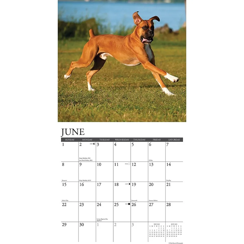 2025 Willow Creek Just Boxers 12" x 12" Monthly Wall Calendar, Multicolor (41949)