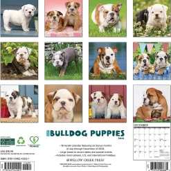 2025 Willow Creek Just Bulldog Puppies 12" x 12" Monthly Wall Calendar, Multicolor (42021)