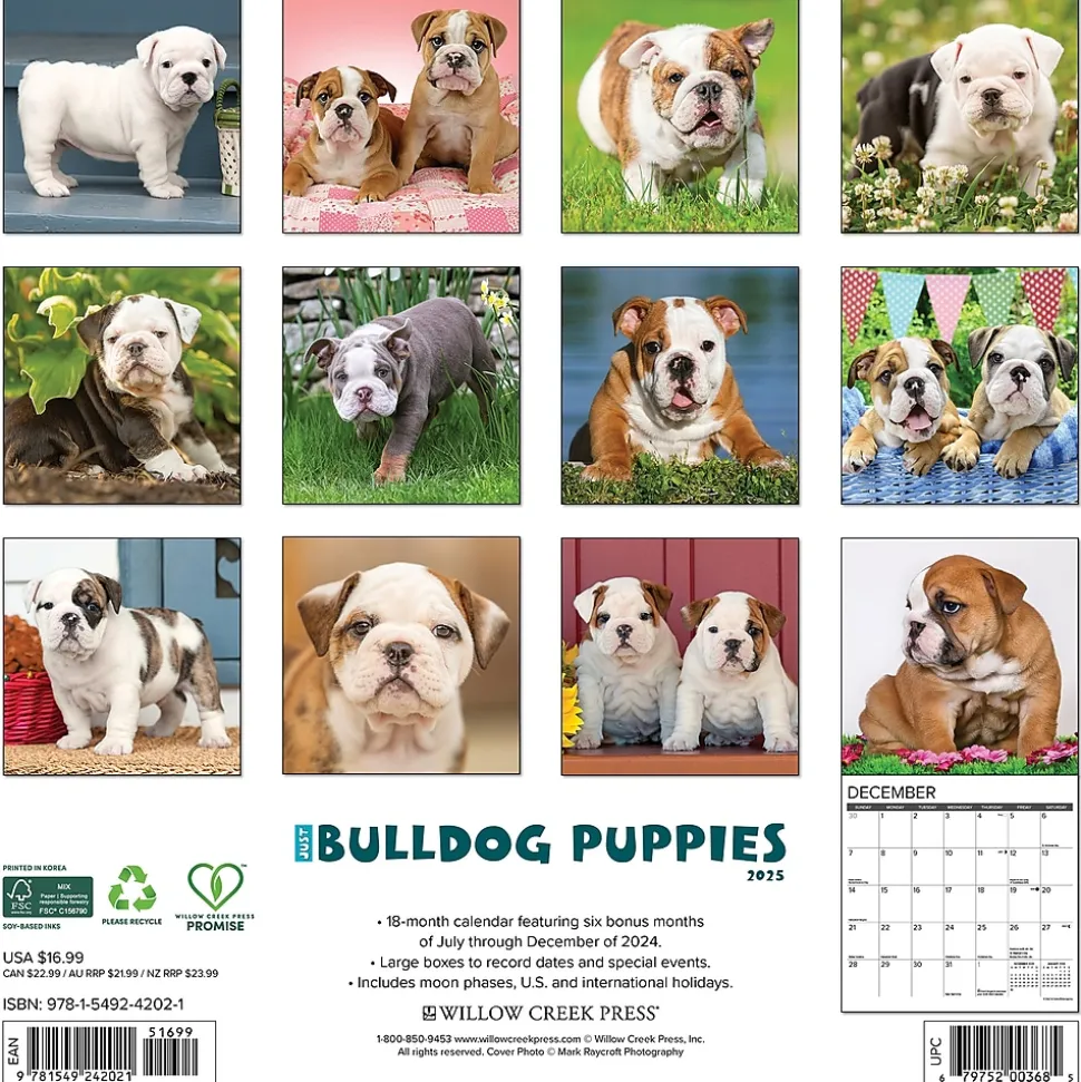 2025 Willow Creek Just Bulldog Puppies 12" x 12" Monthly Wall Calendar, Multicolor (42021)