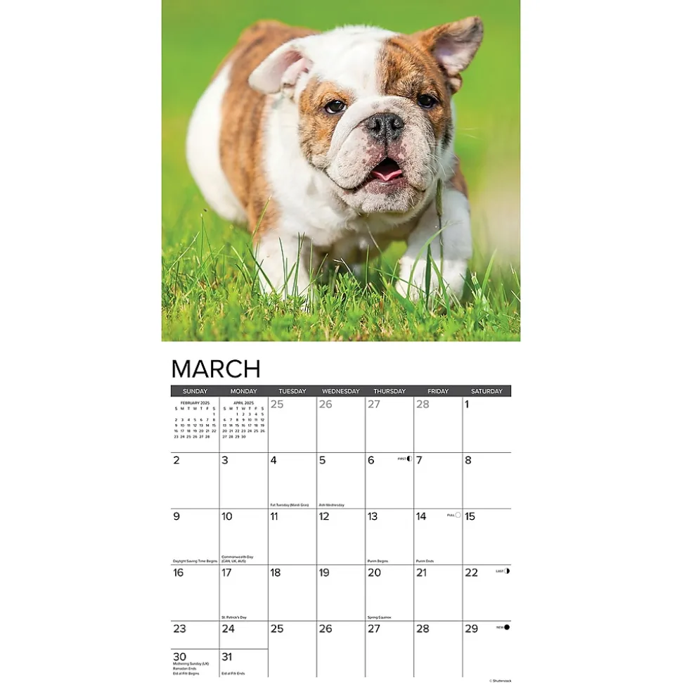 2025 Willow Creek Just Bulldog Puppies 12" x 12" Monthly Wall Calendar, Multicolor (42021)