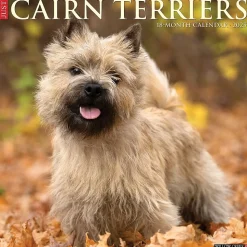 2025 Willow Creek Just Cairn Terriers 12" x 12" Monthly Wall Calendar (42083)