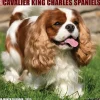 2025 Willow Creek Just Cavalier King Charles Spaniels 12" x 12" Monthly Wall Calendar (42274)