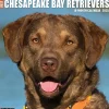 2025 Willow Creek Just Chesapeake Bay Retrievers 12" x 12" Monthly Wall Calendar (42281)