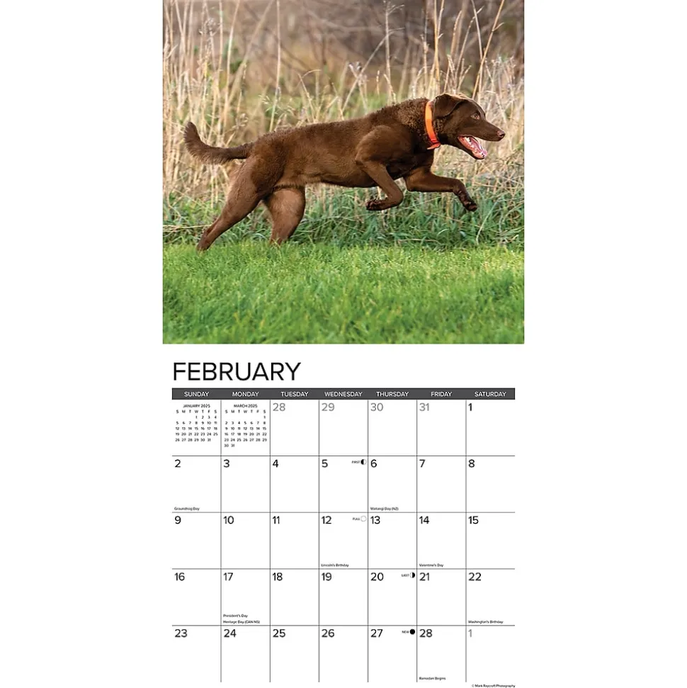 2025 Willow Creek Just Chesapeake Bay Retrievers 12" x 12" Monthly Wall Calendar (42281)