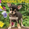 2025 Willow Creek Just Chihuahua Puppies 12" x 12" Monthly Wall Calendar (42304)