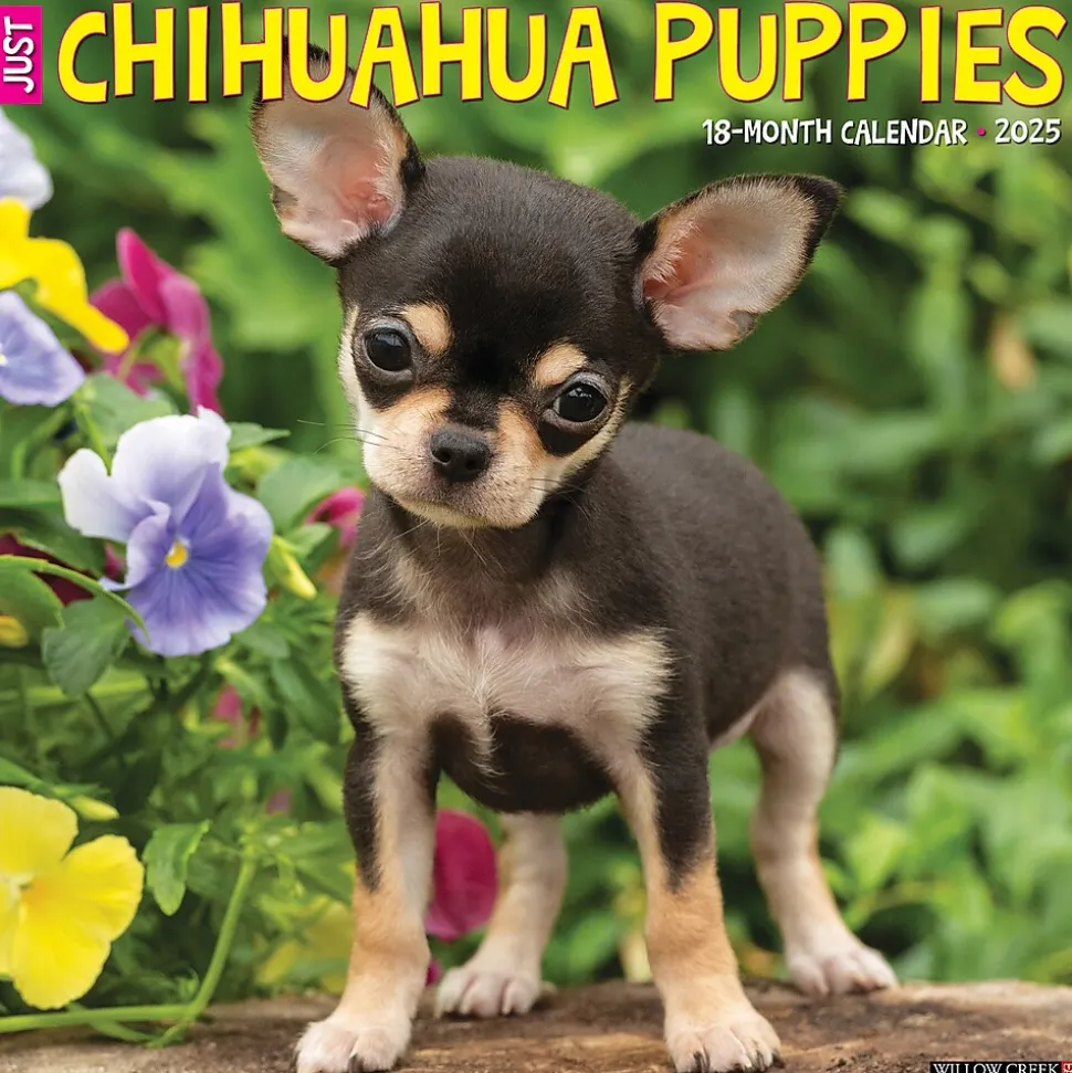 2025 Willow Creek Just Chihuahua Puppies 12" x 12" Monthly Wall Calendar (42304)