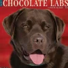 2025 Willow Creek Just Chocolate Labs 12" x 12" Monthly Wall Calendar (42359)