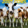 2025 Willow Creek Just Cows 12" x 12" Monthly Wall Calendar (42625)