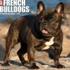 2025 Willow Creek Just French Bulldogs 12" x 12" Monthly Wall Calendar (42953)