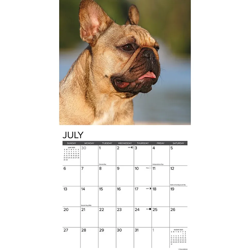 2025 Willow Creek Just French Bulldogs 12" x 12" Monthly Wall Calendar (42953)