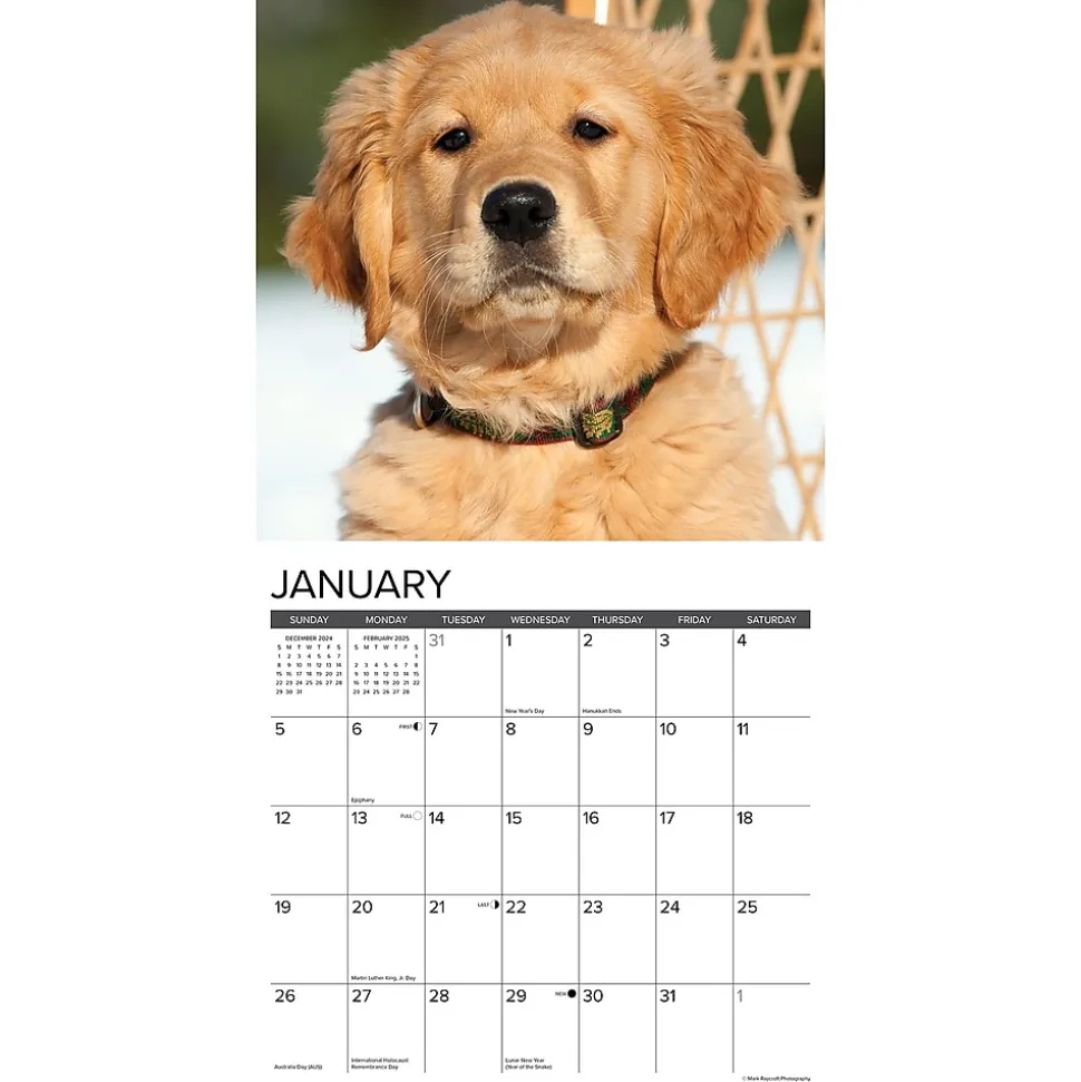 2025 Willow Creek Just Golden Puppies 12" x 12" Monthly Wall Calendar (43097)