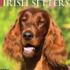2025 Willow Creek Just Irish Setters 12" x 12" Monthly Wall Calendar (43523)