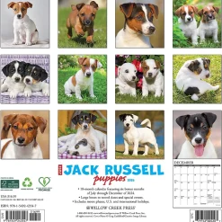 2025 Willow Creek Just Jack Russell Puppies 12" x 12" Monthly Wall Calendar (43547)