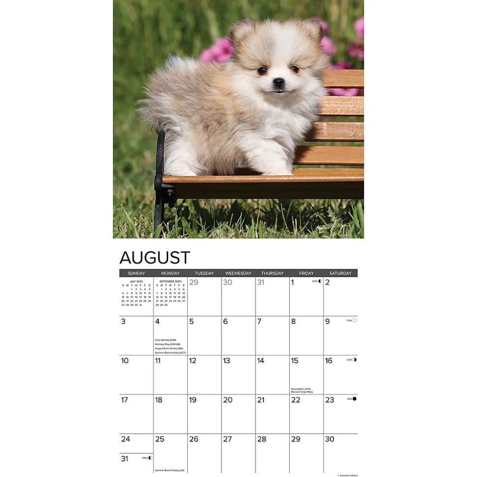2025 Willow Creek Just Pomeranian Puppies 12" x 12" Monthly Wall Calendar (44490)