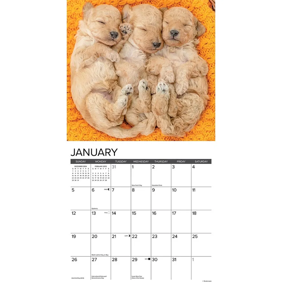 2025 Willow Creek Just Poodle Puppies 12" x 12" Monthly Wall Calendar (44513)
