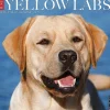 2025 Willow Creek Just Yellow Labs 12" x 12" Monthly Wall Calendar (45534)