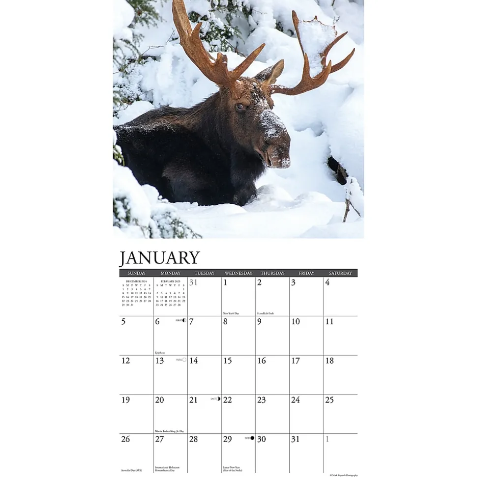 2025 Willow Creek Moose 12" x 12" Monthly Wall Calendar (44032)