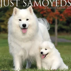 2025 Willow Creek Press Just Samoyeds 2025 Wall Calendar 12" x 12" (44735)