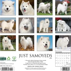 2025 Willow Creek Press Just Samoyeds 2025 Wall Calendar 12" x 12" (44735)
