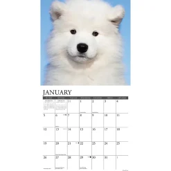 2025 Willow Creek Press Just Samoyeds 2025 Wall Calendar 12