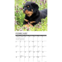 2025 Willow Creek Press Just Rottweiler Puppies 2025 Wall Calendar 12