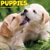 2025 Willow Creek Puppies 7" x 7" Yearly Wall Calendar (45862)