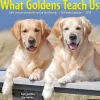 2025 Willow Creek What Goldens Teach Us 12" x 12" Monthly Wall Calendar (45374)