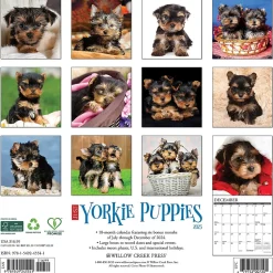 2025 Willow Creek Yorkie Puppies 12" x 12" Monthly Wall Calendar (45541)