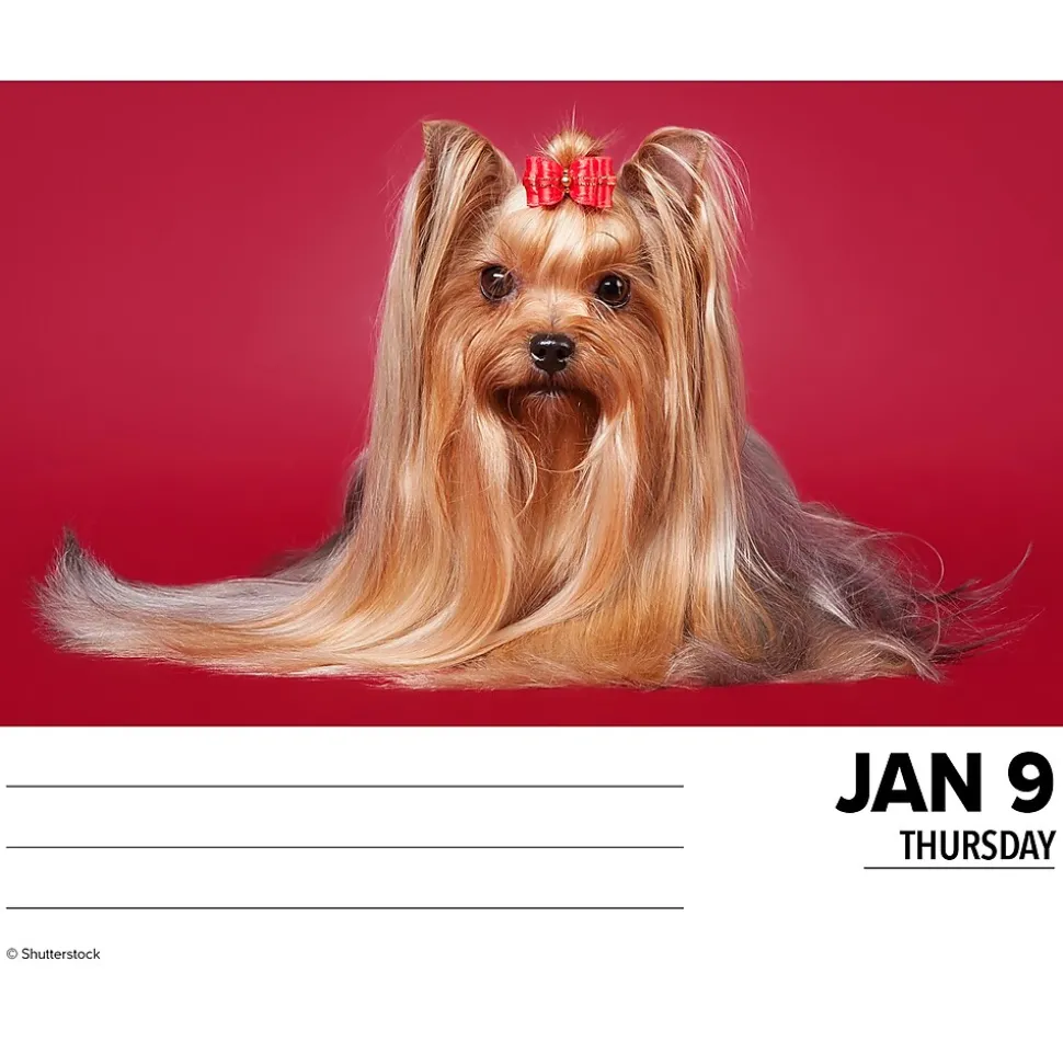 2025 Willow Creek Yorkies 6" x 5.5" Day-to-Day Calendar (41130)